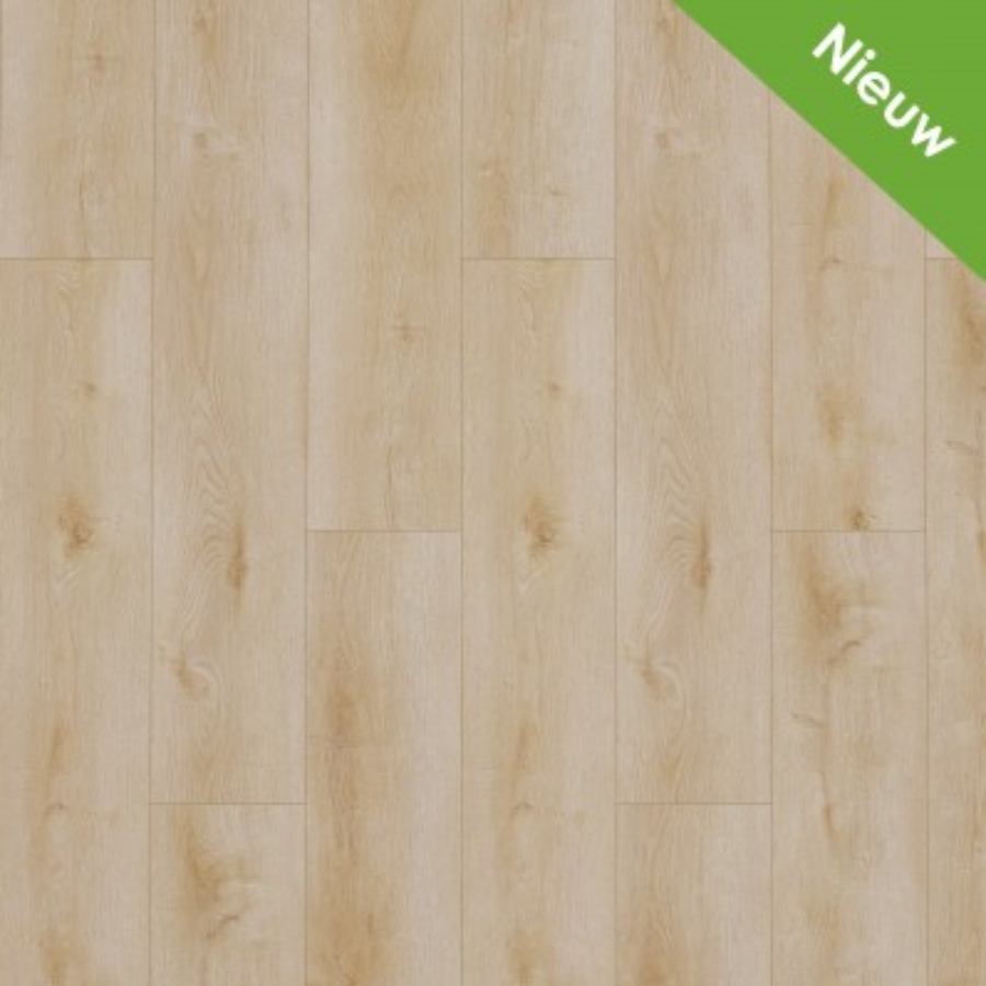 Gelasta Dynamic 2500 (dryback) Natural light